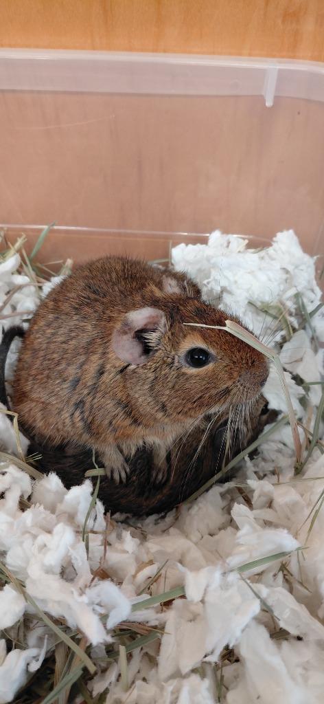 Enlarge Hazel, a Adoptable Degu in Cincinnati, OH image 1/1