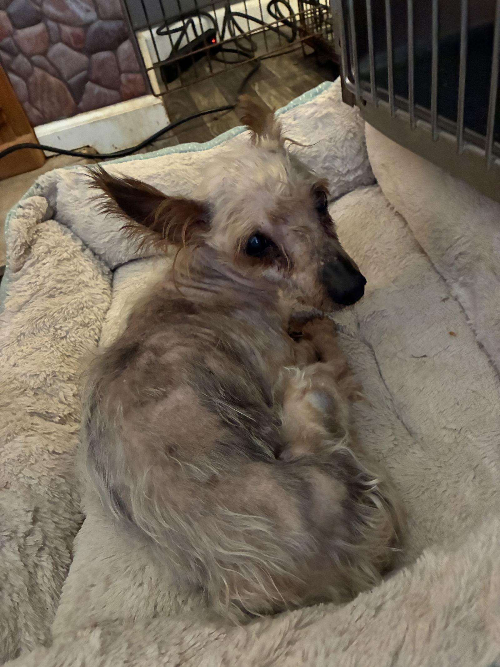Tyson, a Adoptable Yorkshire Terrier in Middlesex, NC image 1/2