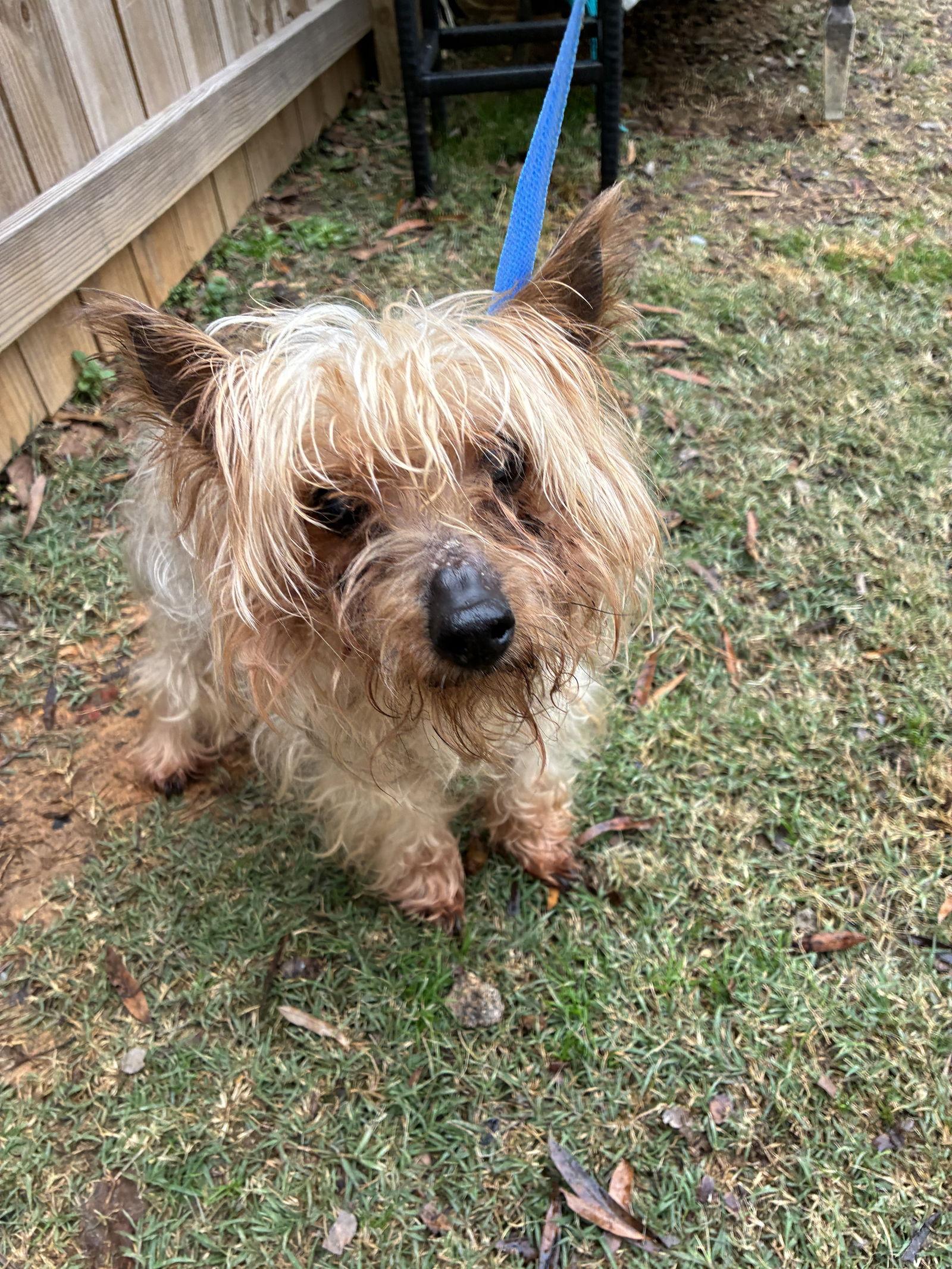 Tyson, a Adoptable Yorkshire Terrier in Middlesex, NC image 2/2