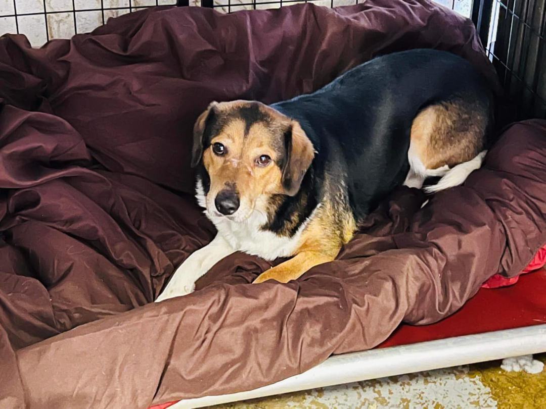 Wilmer, Adult Male Australian Shepherd