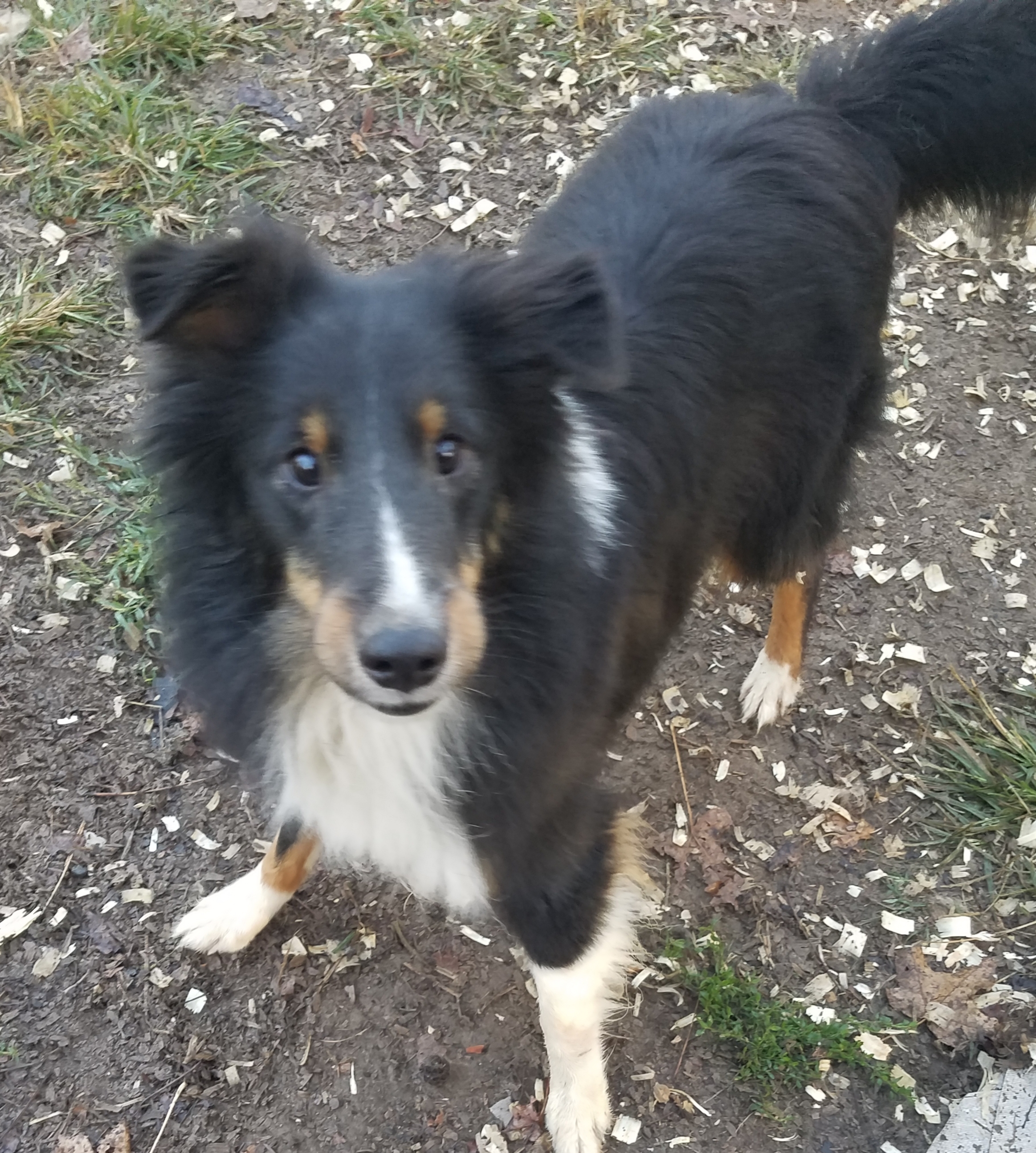 Jack, Adoptable, Young Male Shetland Sheepdog / Sheltie.