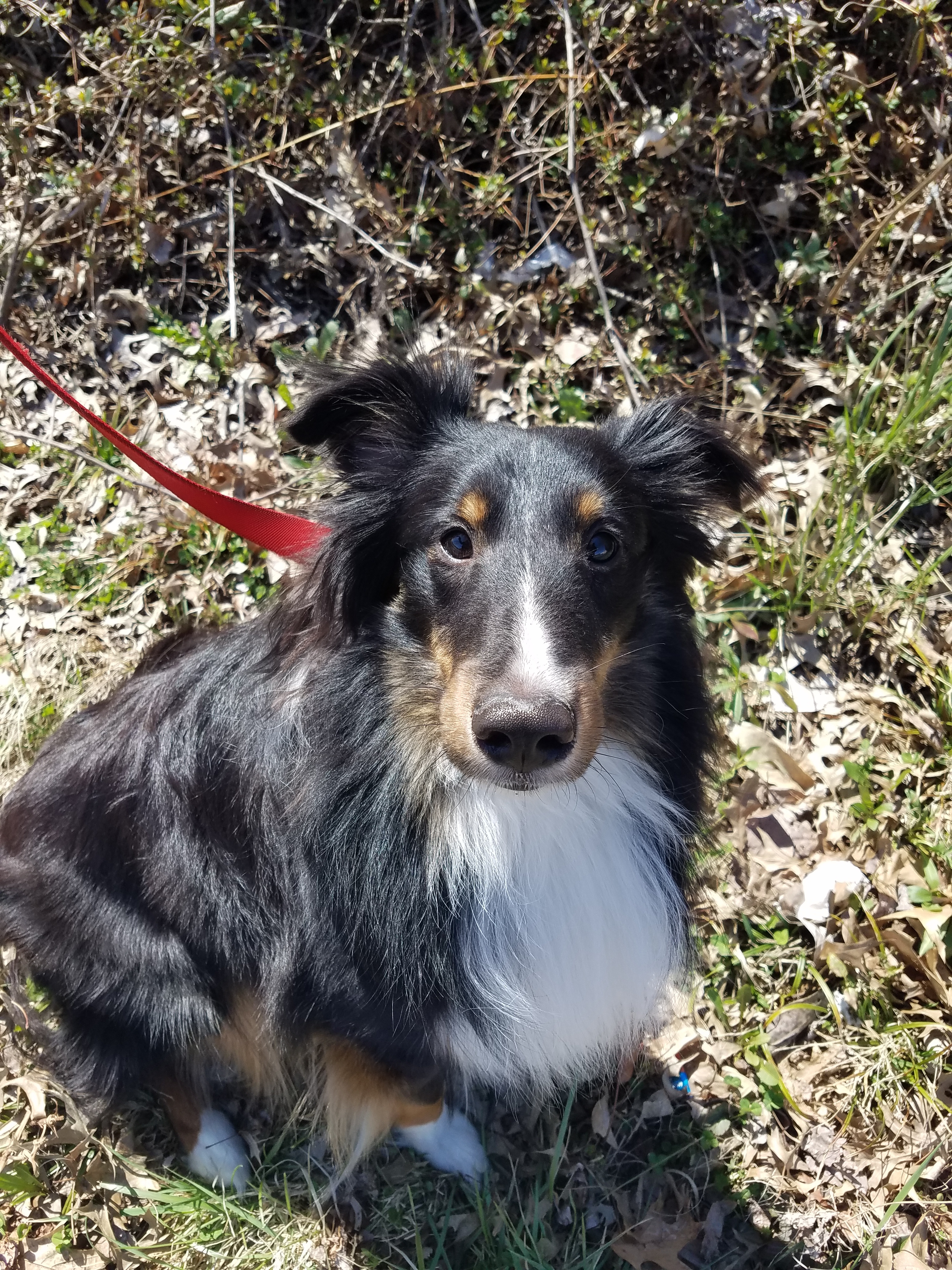 Enlarge Jack, a Adoptable Shetland Sheepdog / Sheltie in New Albany, IN image 2/2