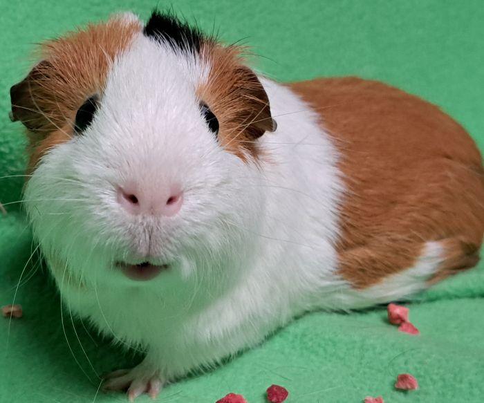 Spot, ADOPTABLE, Adult Male Short-Haired.