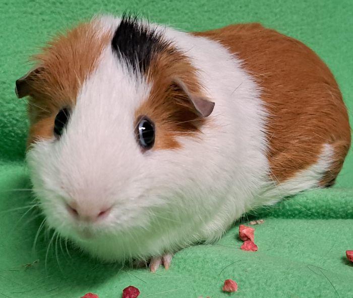 Spot, a ADOPTABLE Short-Haired in Gary, IN image 2/5