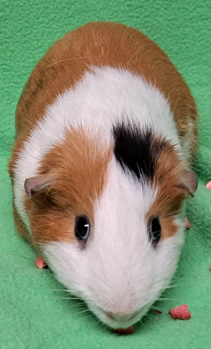 Spot, a ADOPTABLE Short-Haired in Gary, IN image 5/5