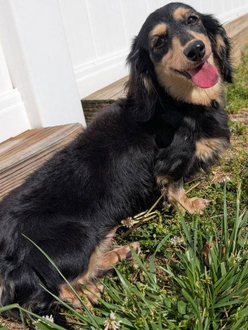 Skylar in TN, a ADOPTABLE Dachshund in Alcoa, TN image 4/5
