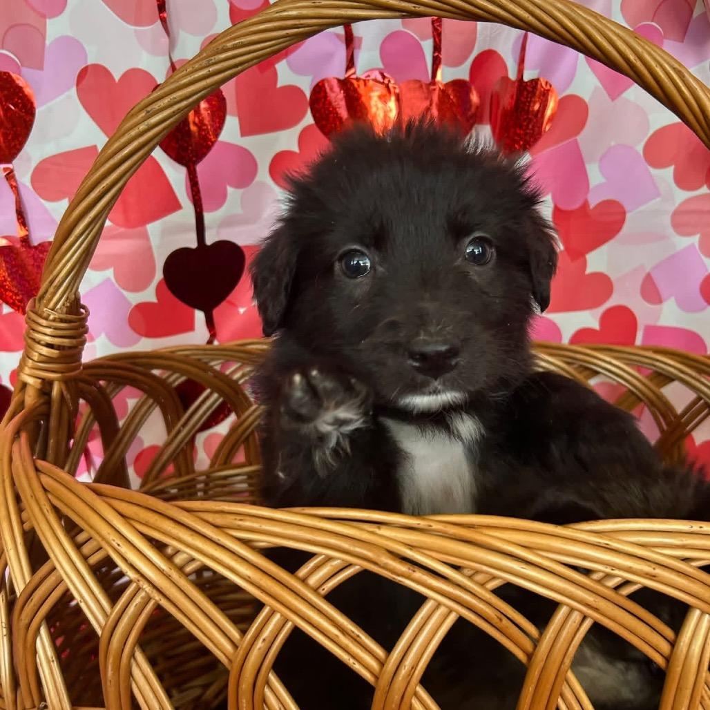 Frogger, Adoptable, Puppy Female Mixed Breed.