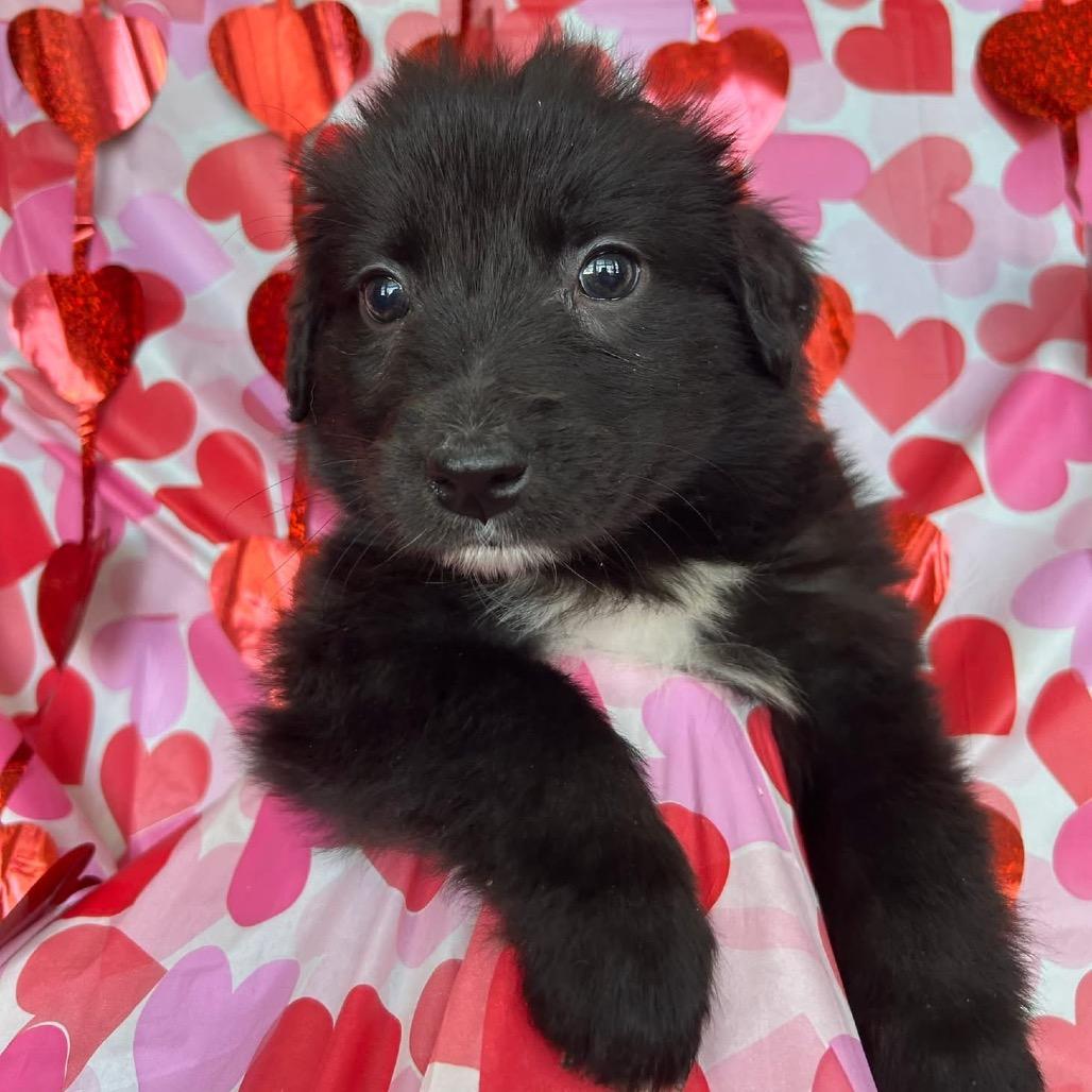 Enlarge Frogger, a Adoptable Mixed Breed in Jackson, MO image 2/3