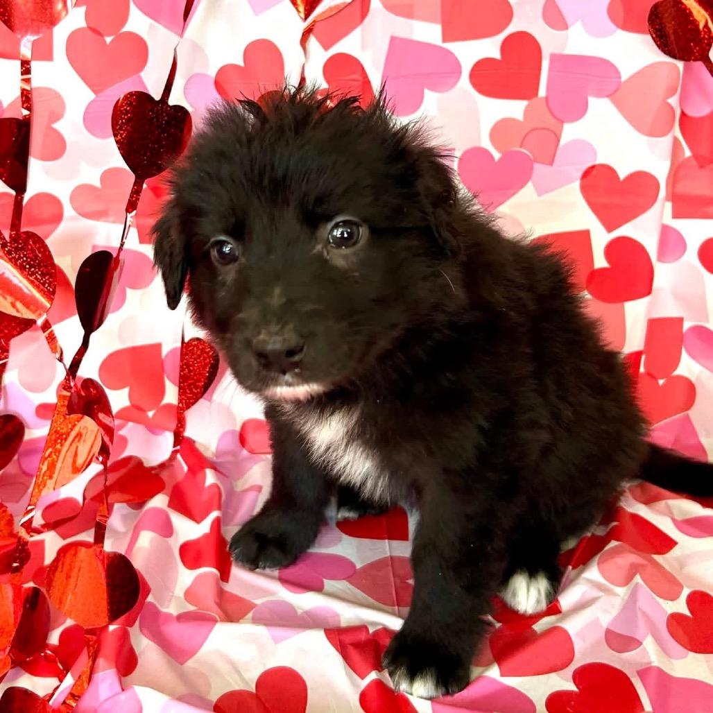 Enlarge Frogger, a Adoptable Mixed Breed in Jackson, MO image 3/3