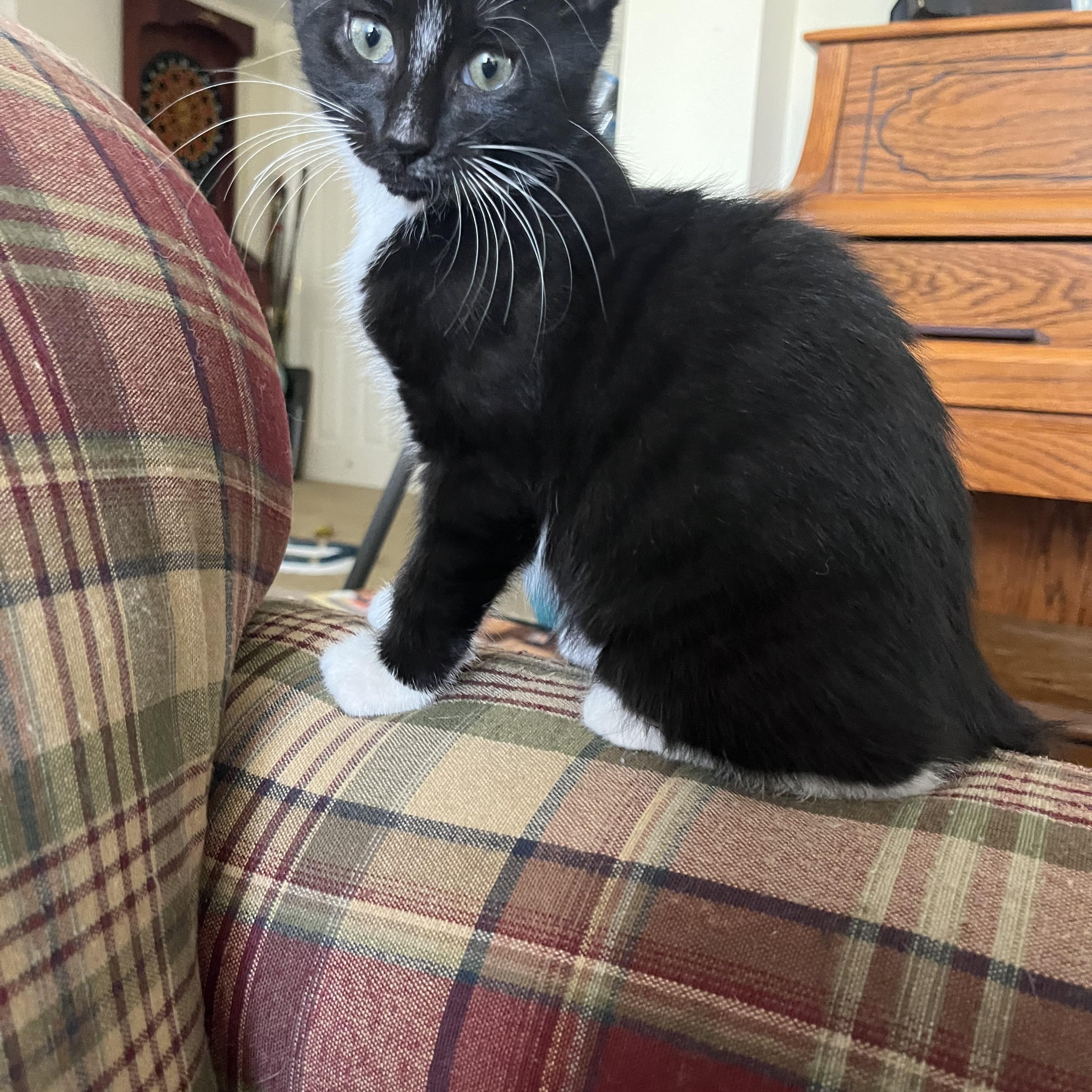 Enlarge Gouda, a Adoptable Domestic Short Hair in Pompton Lakes, NJ image 2/3