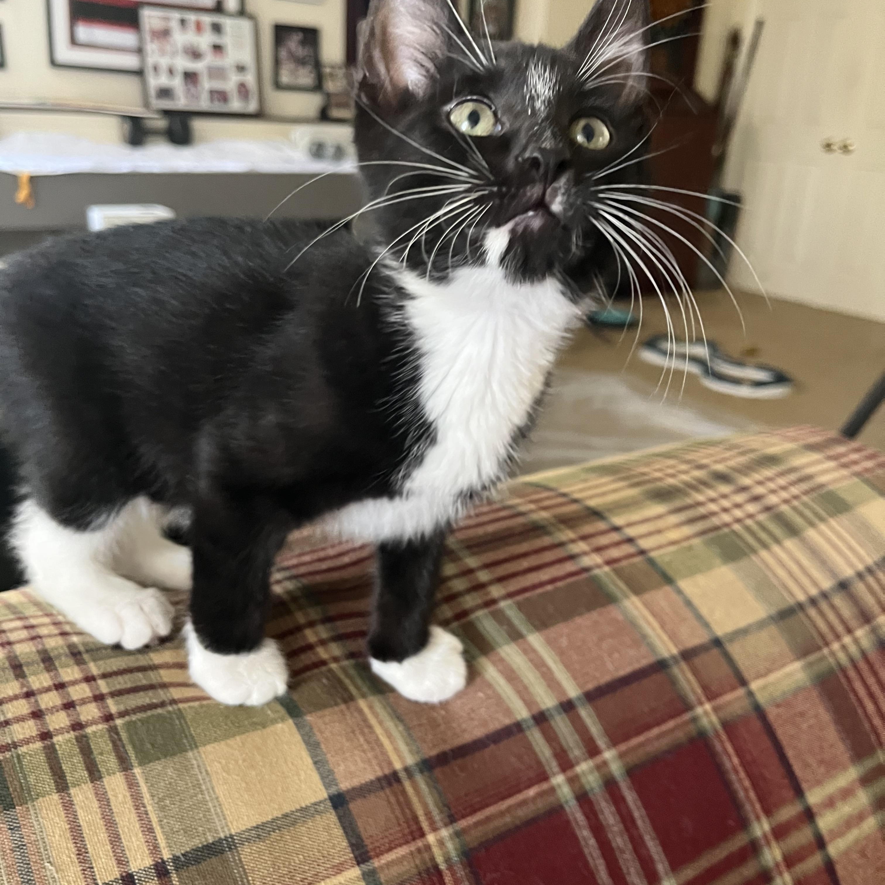 Gouda, Adoptable, Kitten Male Domestic Short Hair.