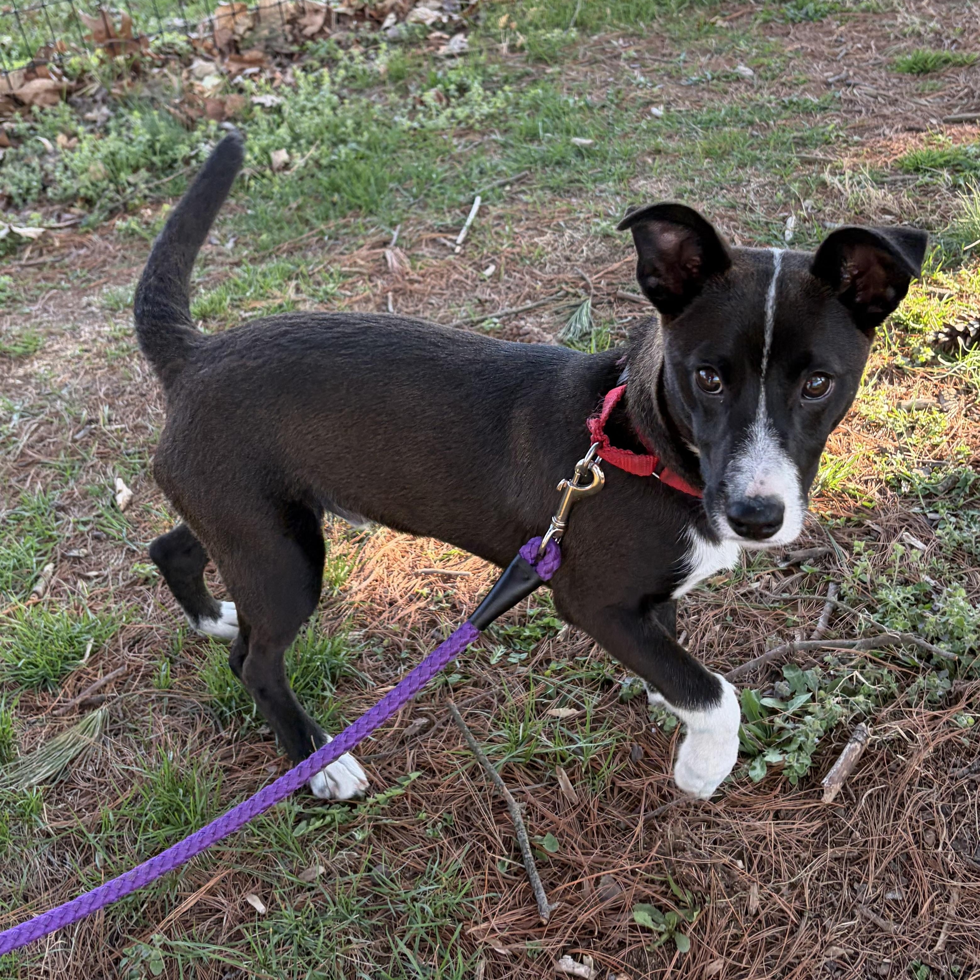 Enlarge Mighty Mouse, a Adoptable mixed breed in West Grove, PA image 1/4