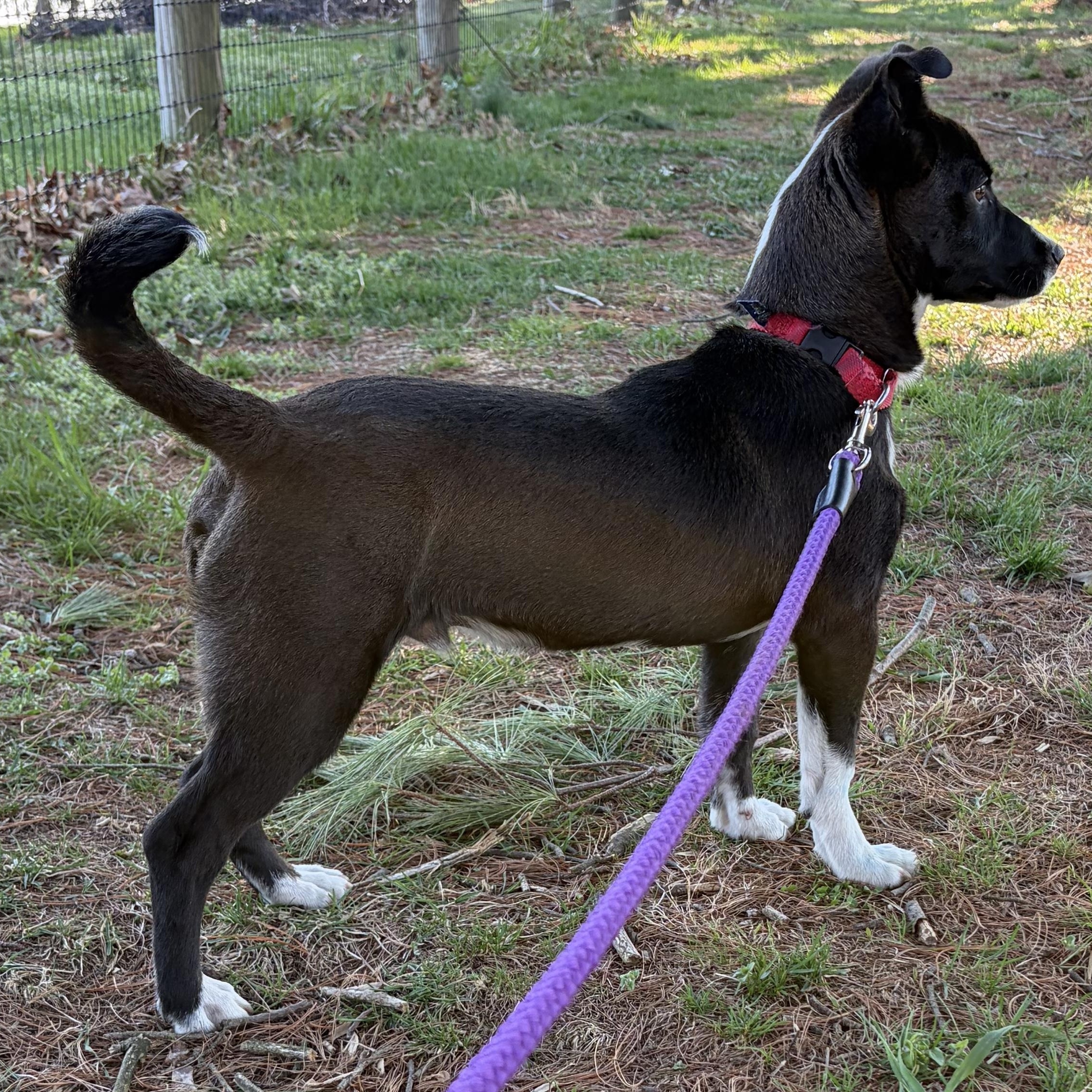 Enlarge Mighty Mouse, a Adoptable mixed breed in West Grove, PA image 3/4