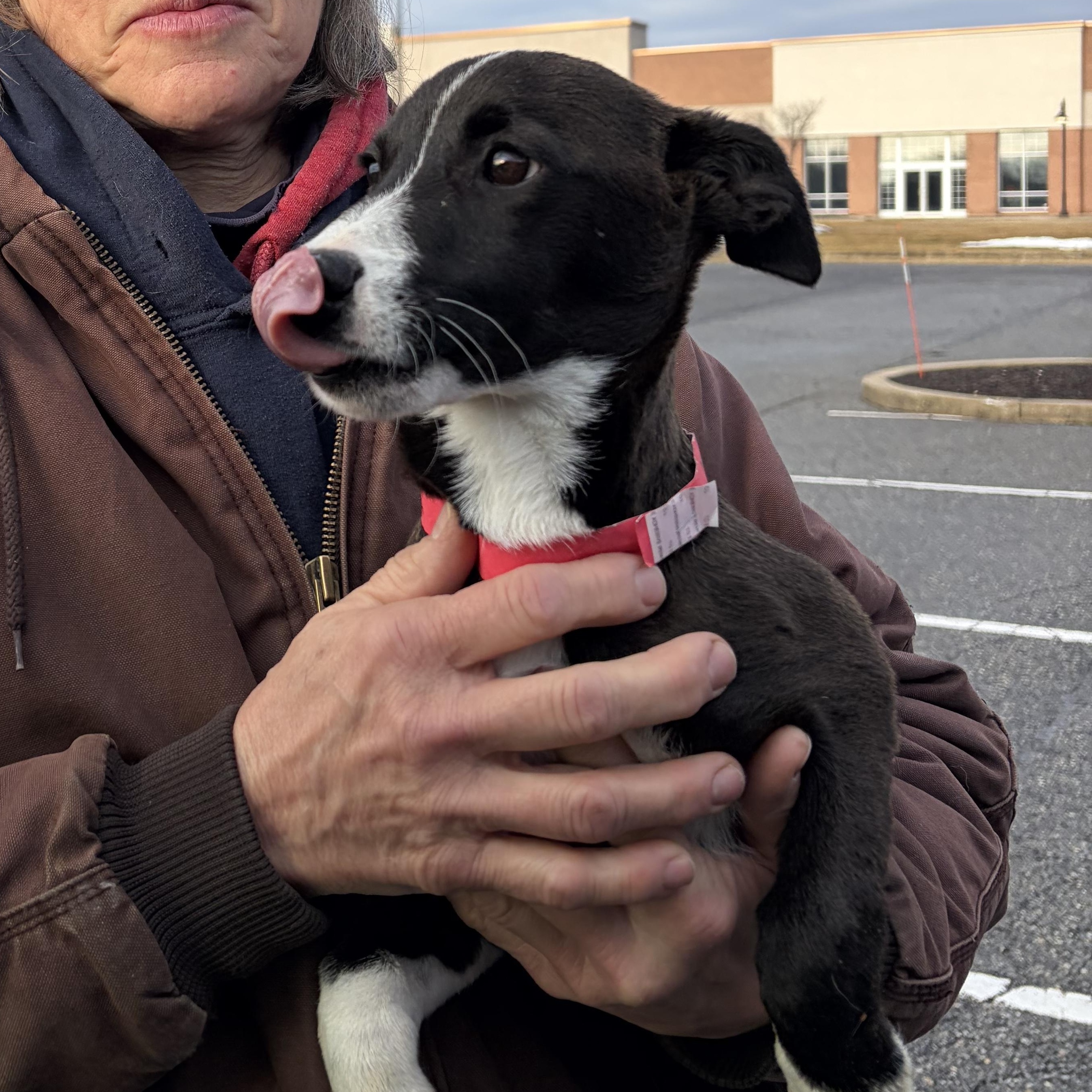 Enlarge Mighty Mouse, a Adoptable mixed breed in West Grove, PA image 2/4