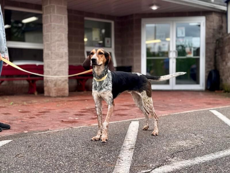Geatch, Adoptable, Adult Male Bluetick Coonhound.