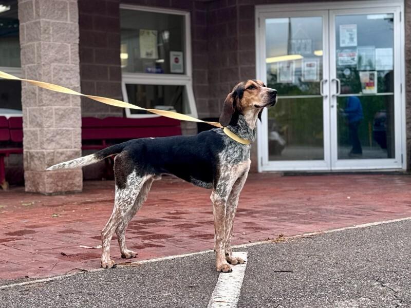 Geatch, a Adoptable Bluetick Coonhound in Wooster, OH image 2/2