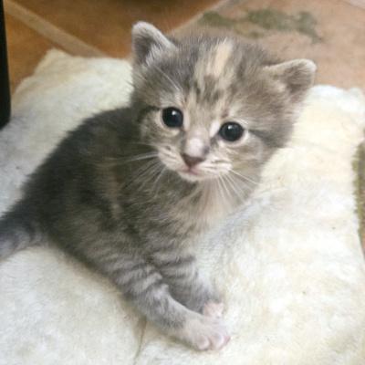 Enlarge Tyra, a ADOPTABLE Domestic Medium Hair in Mississauga, ON image 2/5