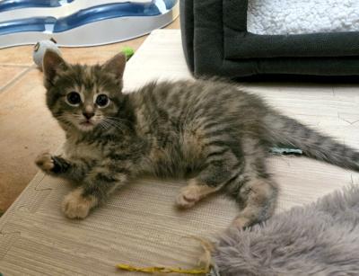 Enlarge Tyra, a ADOPTABLE Domestic Medium Hair in Mississauga, ON image 4/5