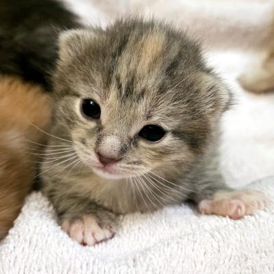 Enlarge Tyra, a ADOPTABLE Domestic Medium Hair in Mississauga, ON image 3/5