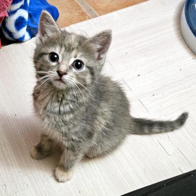 Enlarge Tyra, a ADOPTABLE Domestic Medium Hair in Mississauga, ON image 1/5