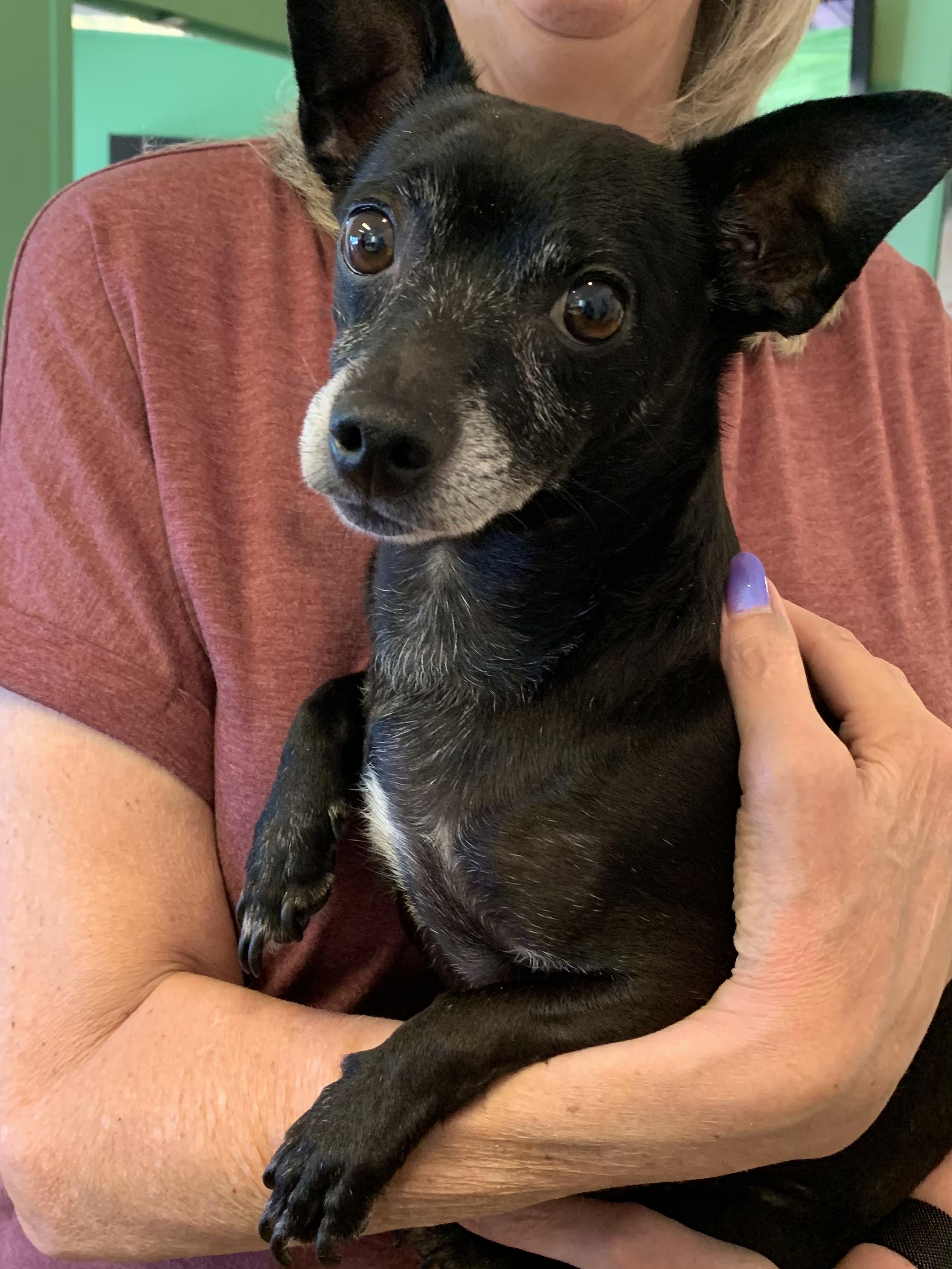 Boo, a ADOPTABLE Chihuahua in Grass Valley, CA image 2/6