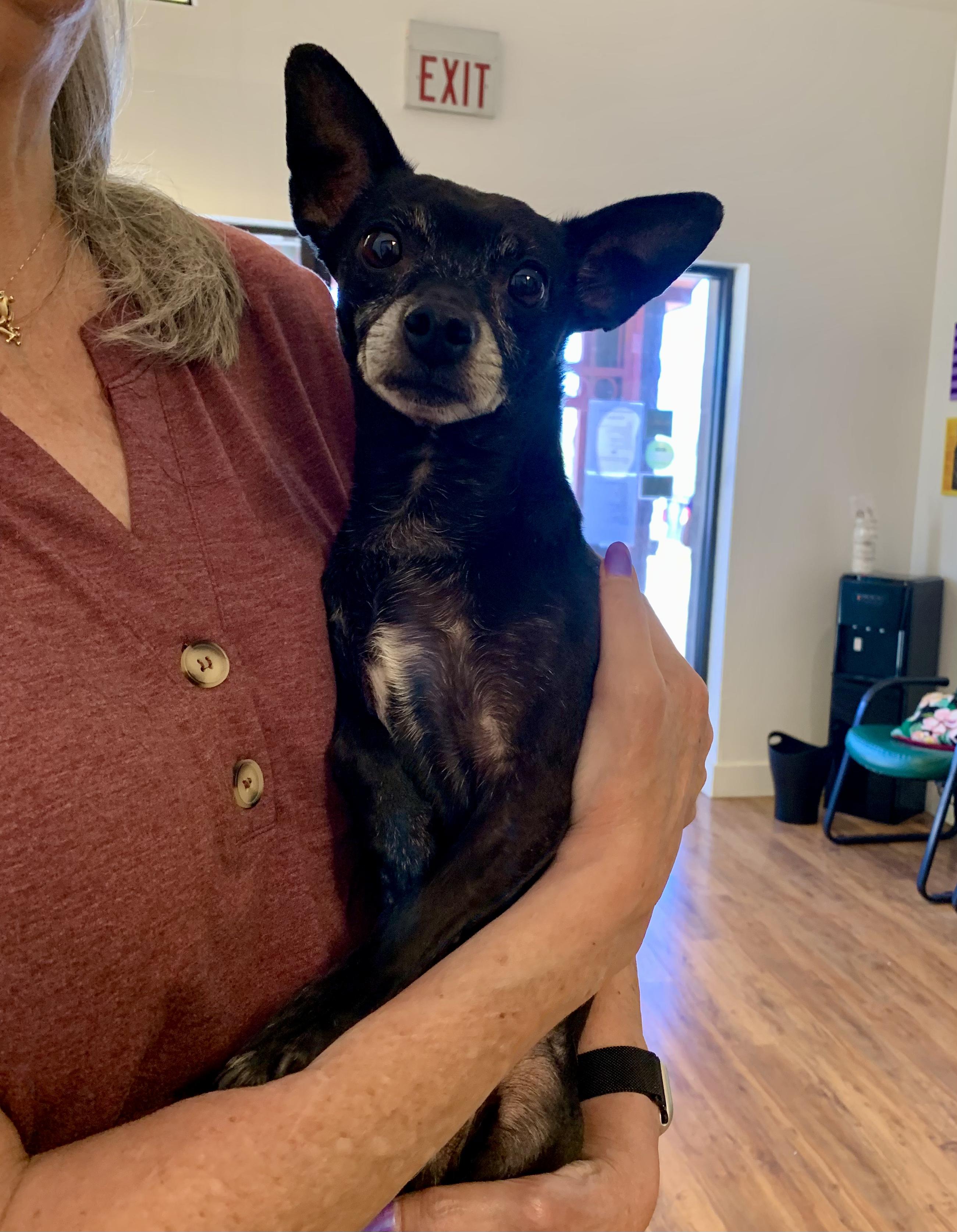 Boo, a ADOPTABLE Chihuahua in Grass Valley, CA image 6/6