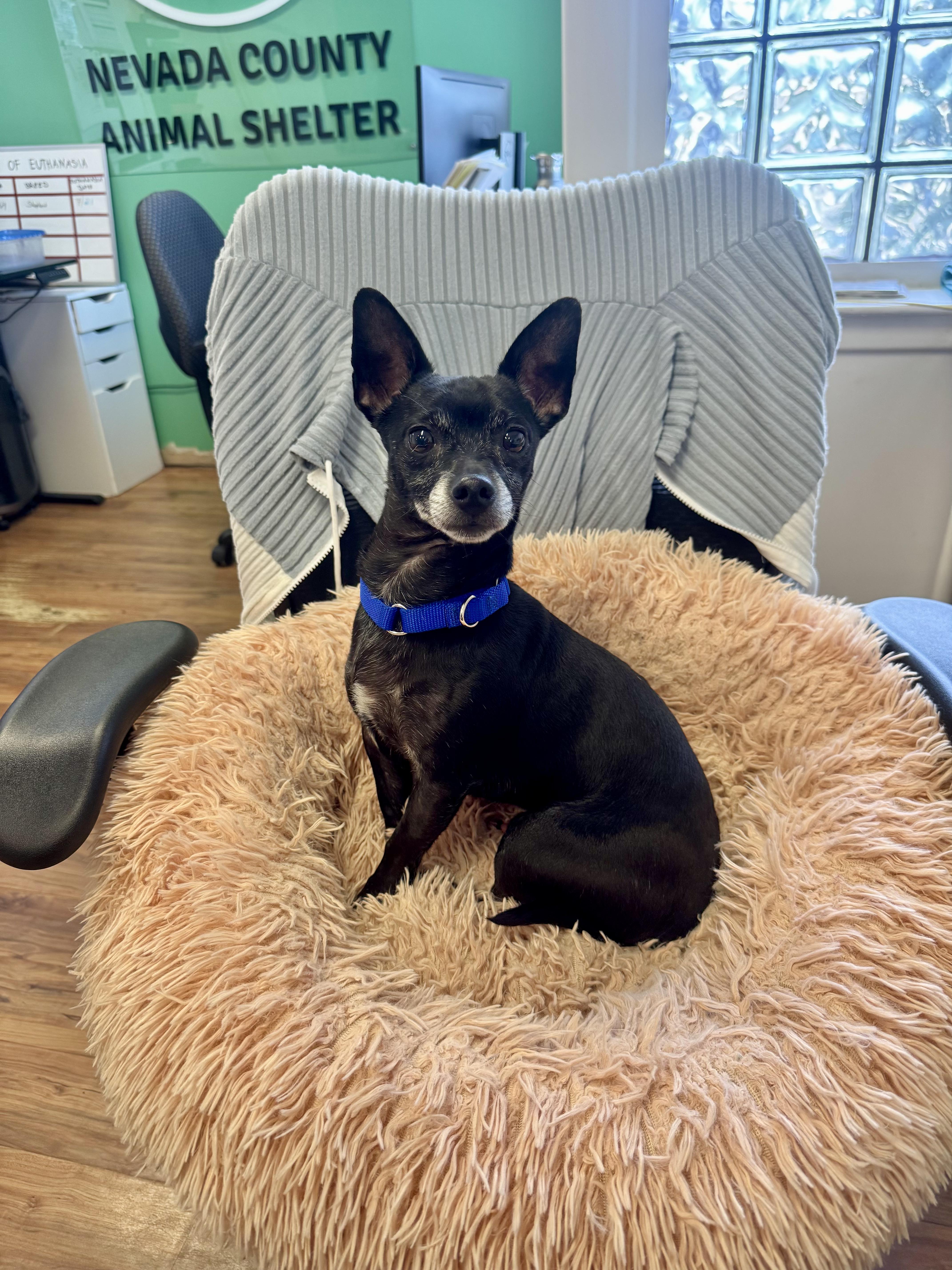 Boo, a ADOPTABLE Chihuahua in Grass Valley, CA image 1/6