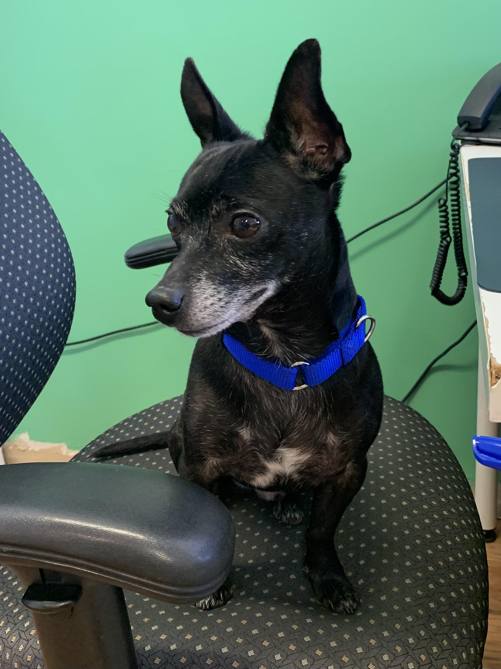 Boo, a ADOPTABLE Chihuahua in Grass Valley, CA image 3/6