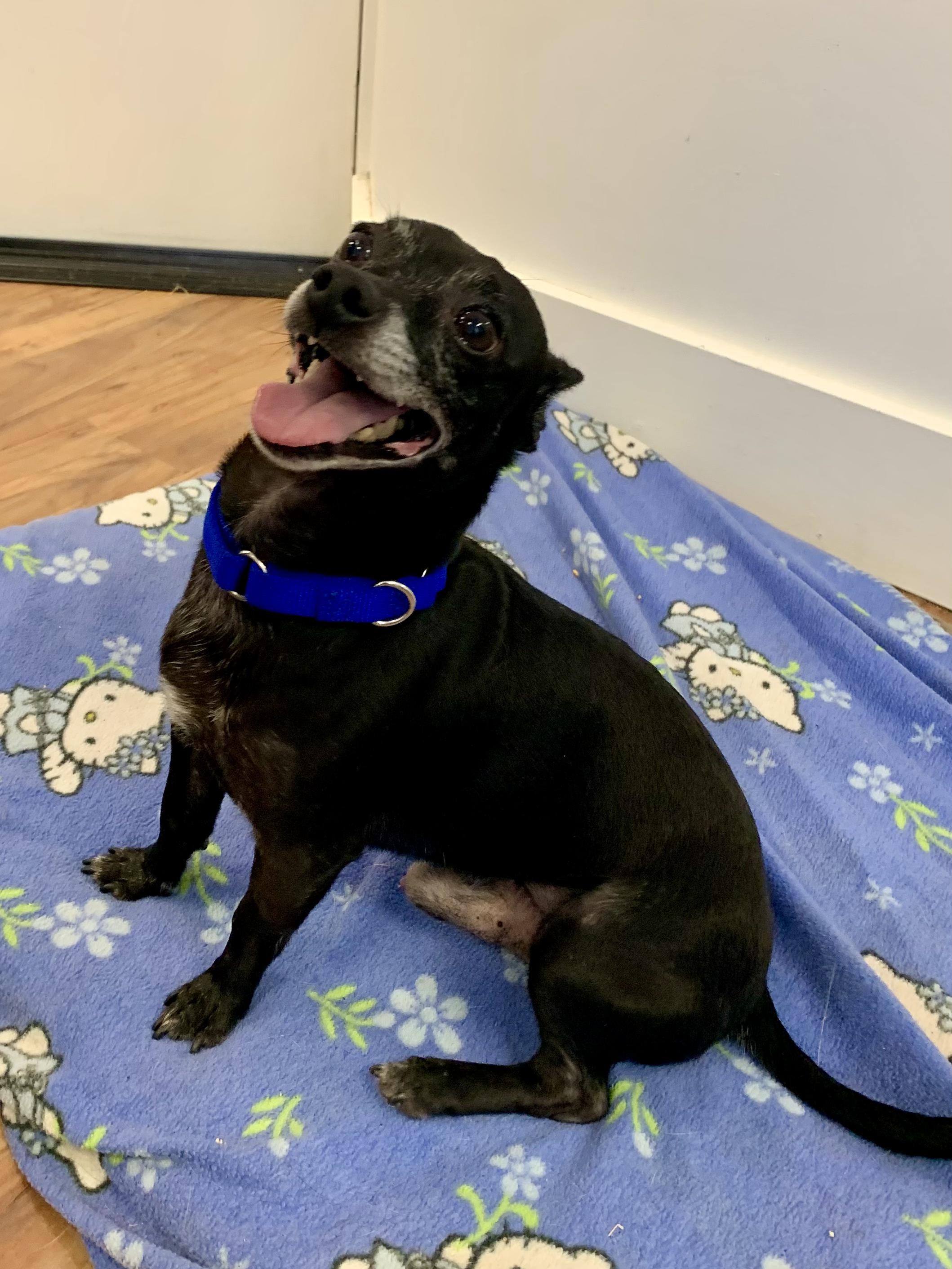 Boo, a ADOPTABLE Chihuahua in Grass Valley, CA image 4/6