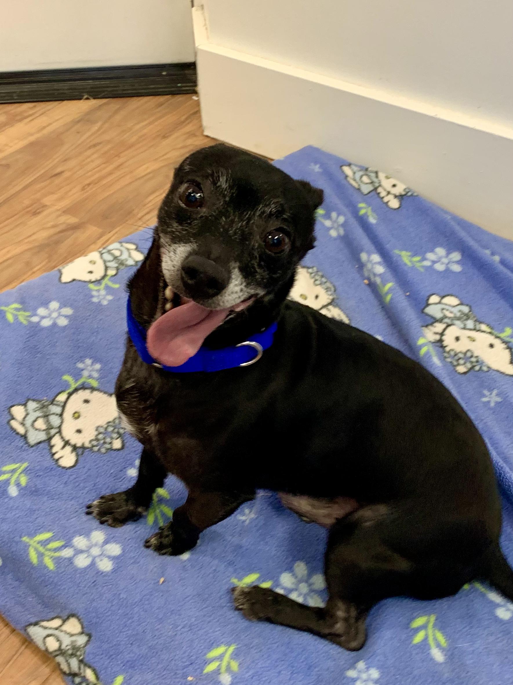 Boo, a ADOPTABLE Chihuahua in Grass Valley, CA image 5/6