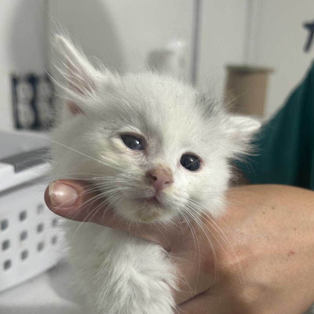 Enlarge Gumball, a Adoptable Domestic Short Hair in West Point, MS image 1/4