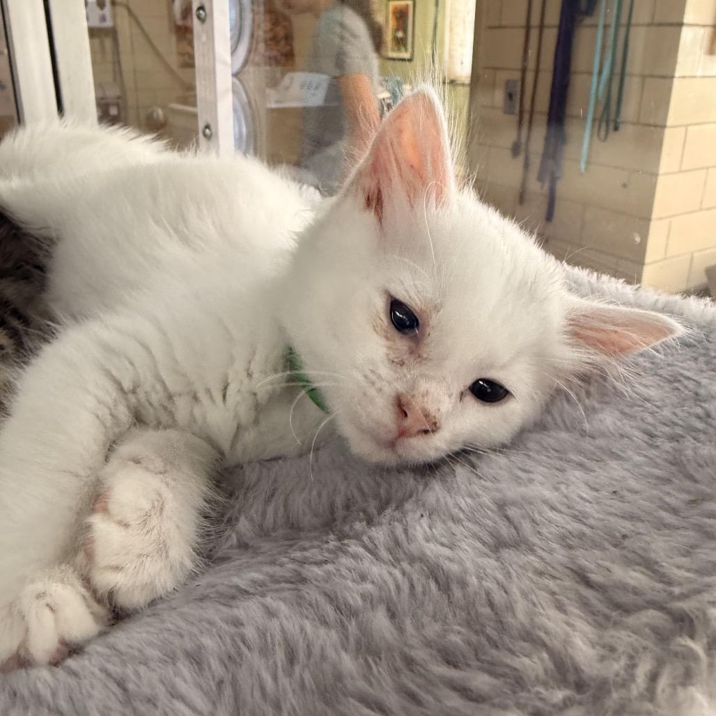 Enlarge Gumball, a Adoptable Domestic Short Hair in West Point, MS image 2/4