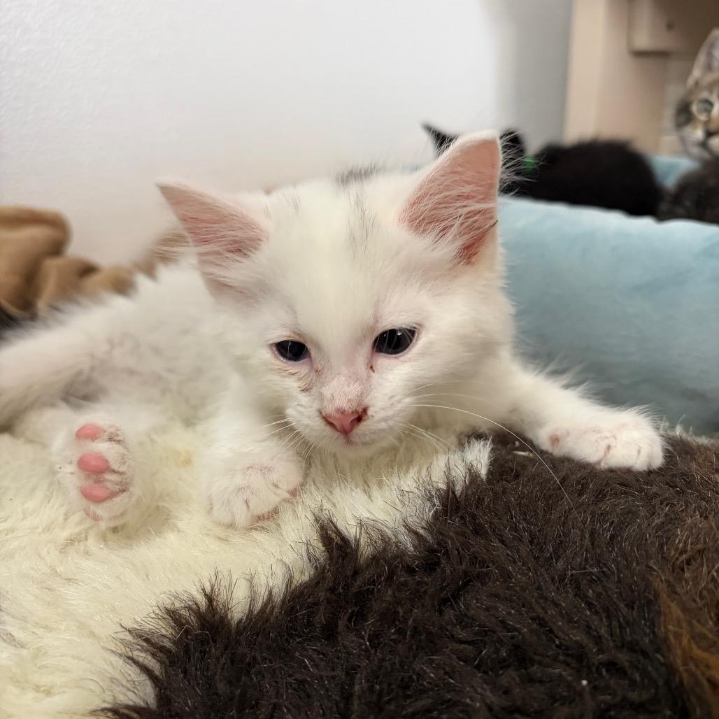 Enlarge Gumball, a Adoptable Domestic Short Hair in West Point, MS image 3/4