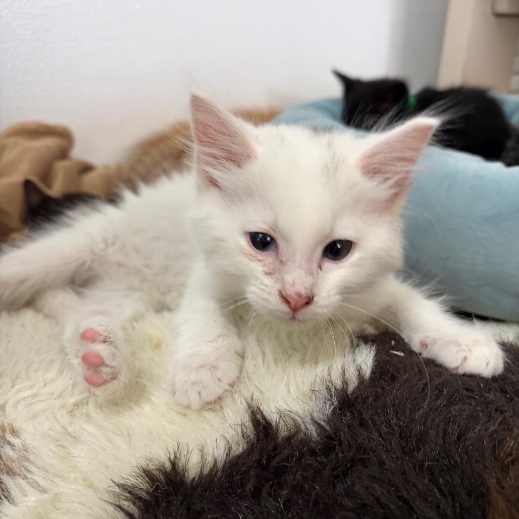 Enlarge Gumball, a Adoptable Domestic Short Hair in West Point, MS image 4/4