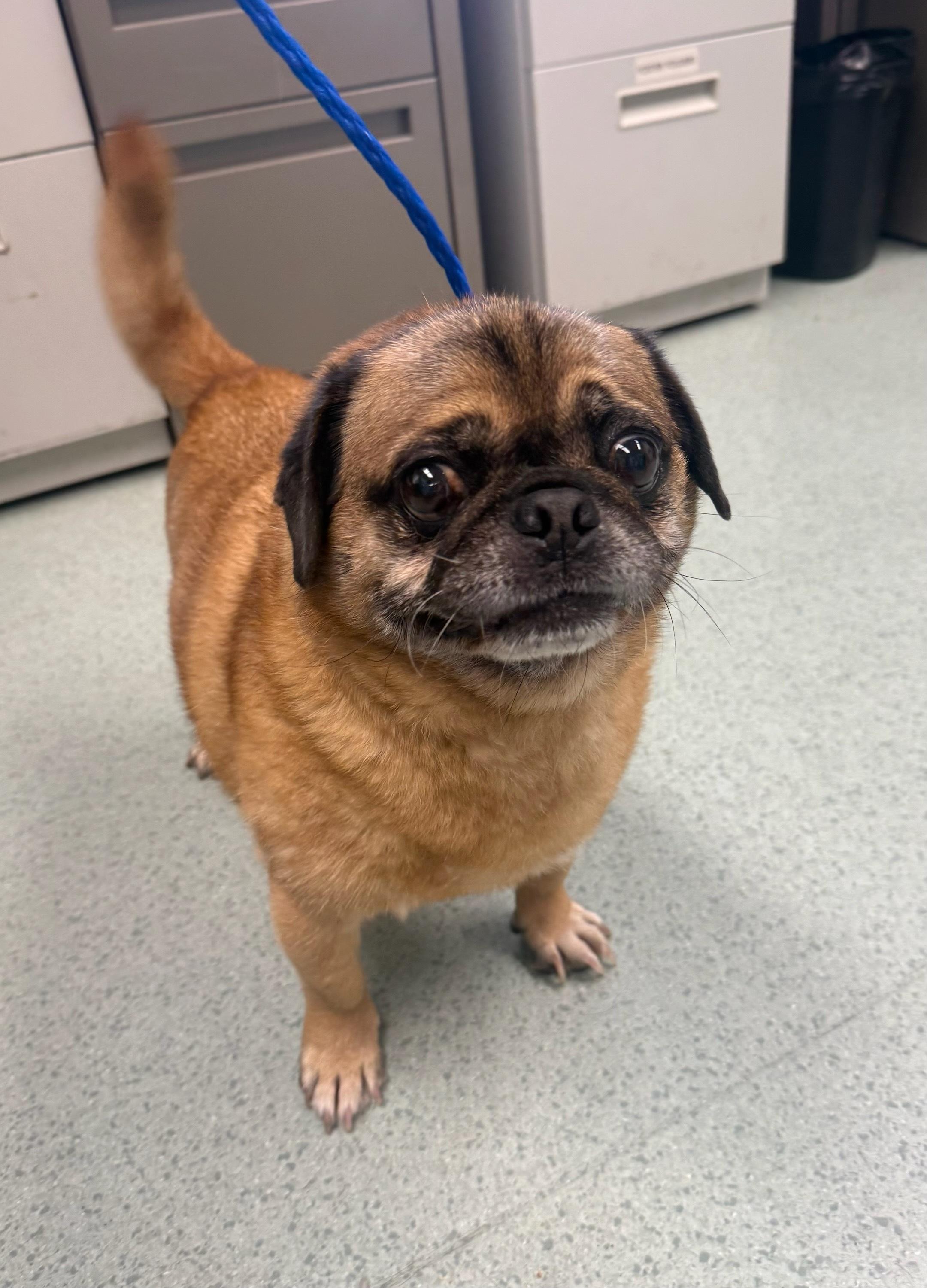 Enlarge Mushu, an adopted Pug in Teterboro, NJ image 1/1