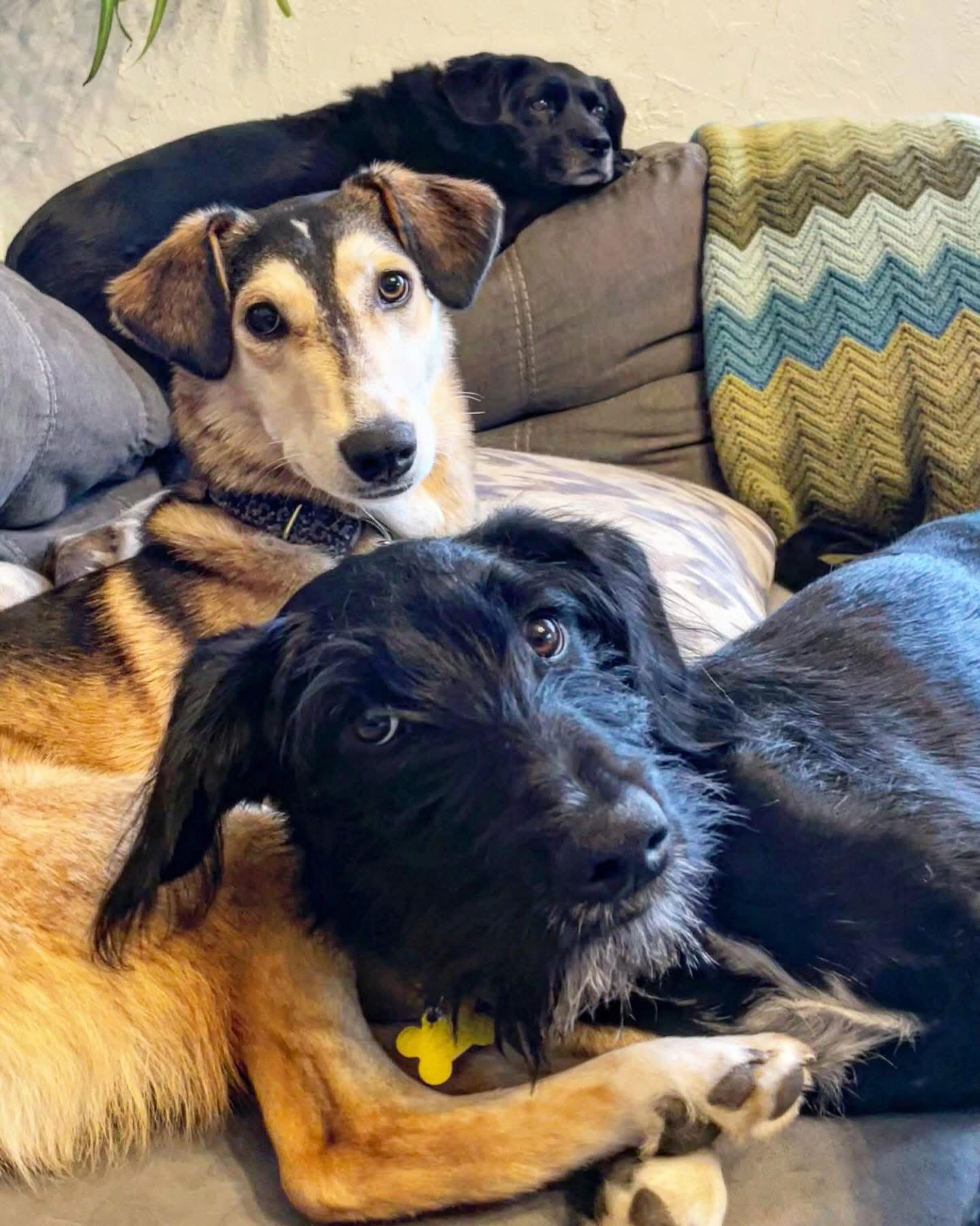 Dooley, a Adopted mixed breed in Salt Lake City, UT image 1/3