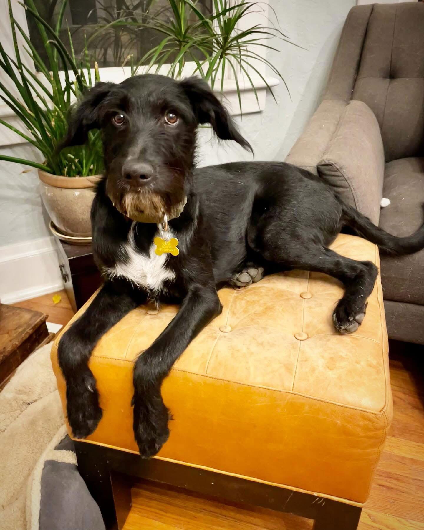 Dooley, a Adopted mixed breed in Salt Lake City, UT image 2/3