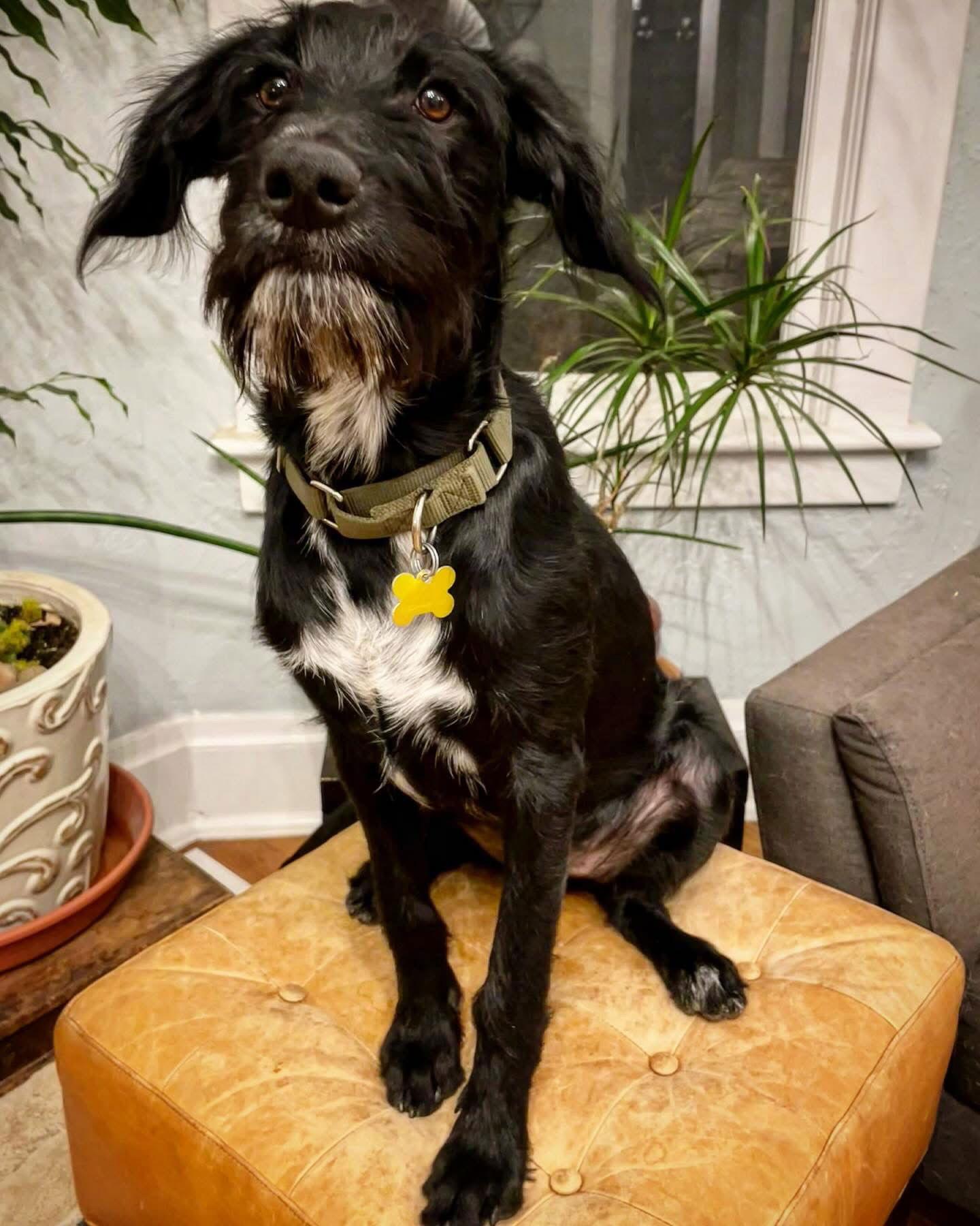 Enlarge Dooley, a Adopted mixed breed in Salt Lake City, UT image 2/3