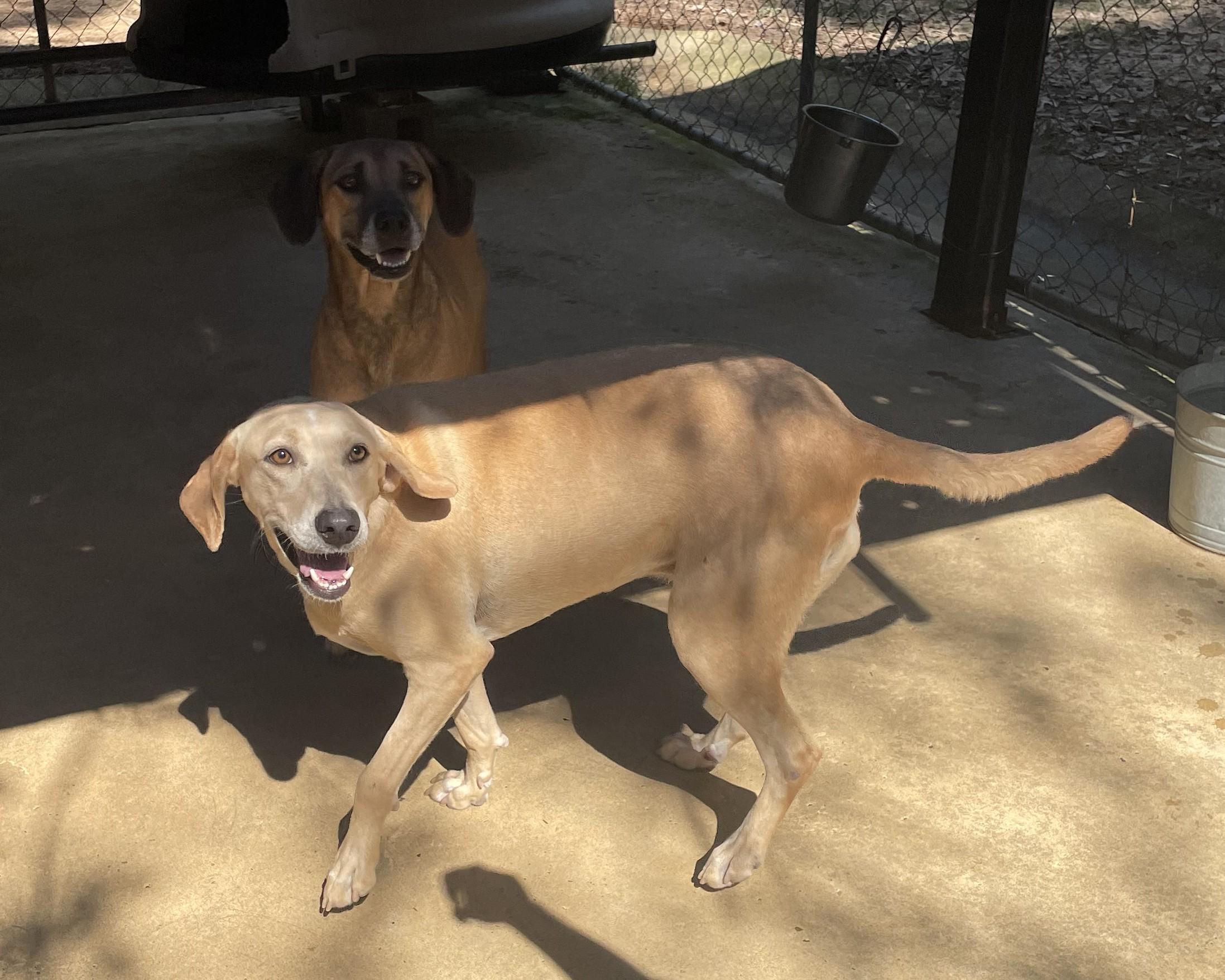 Caroll, an adoptable Terrier in Ruston, LA, 71270 | Photo Image 3