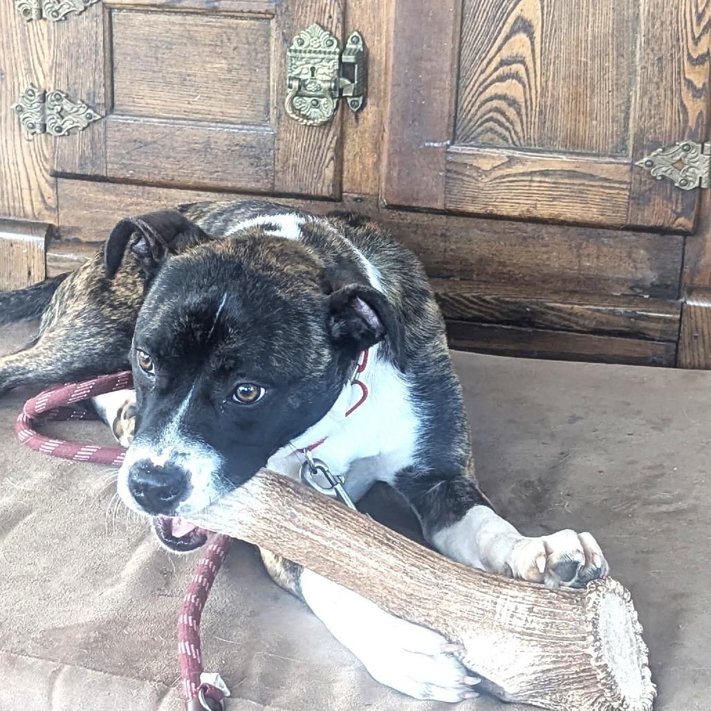 Enlarge Sassy, a Adoptable mixed breed in Chantilly, VA image 1/6