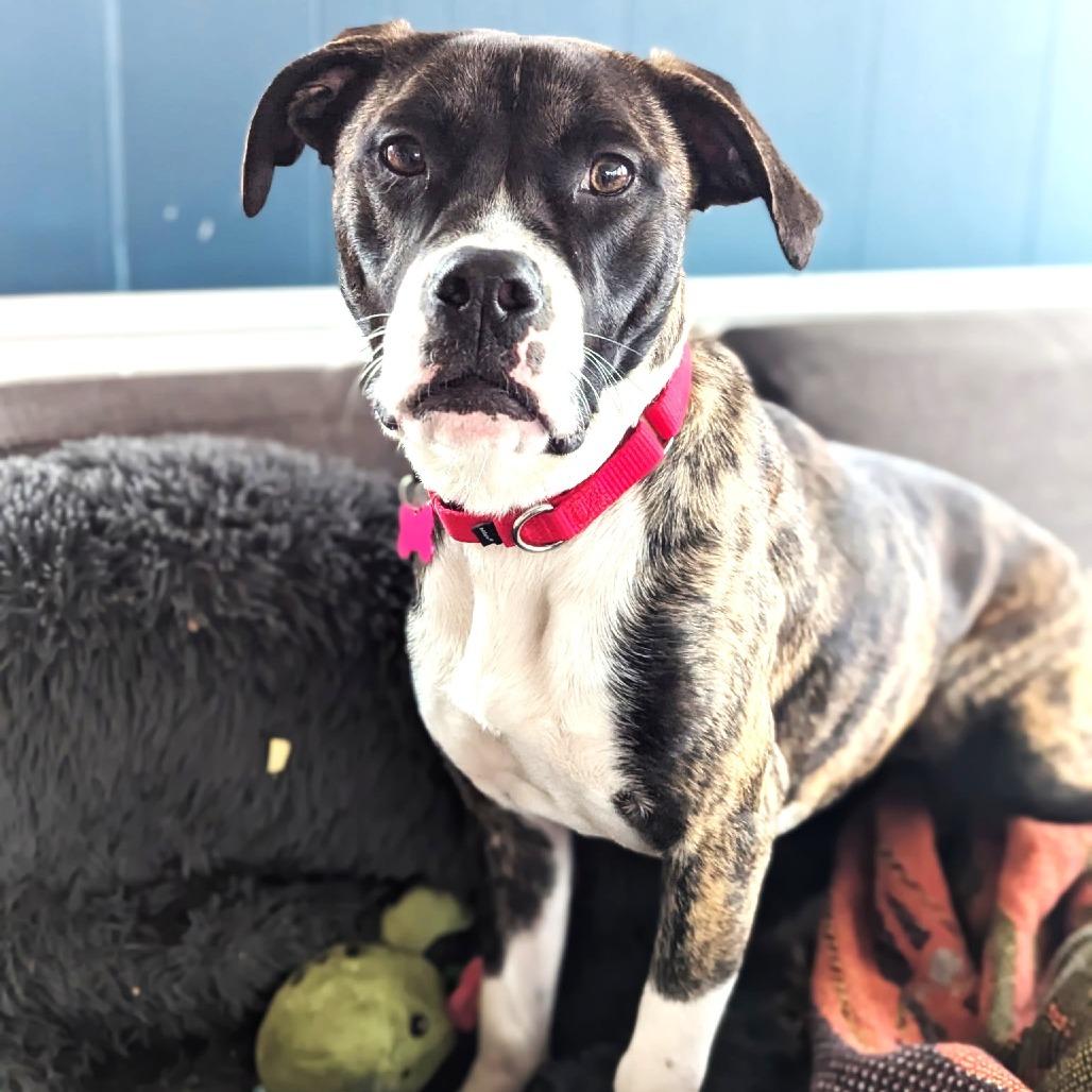 Enlarge Sassy, a Adoptable mixed breed in Chantilly, VA image 2/6