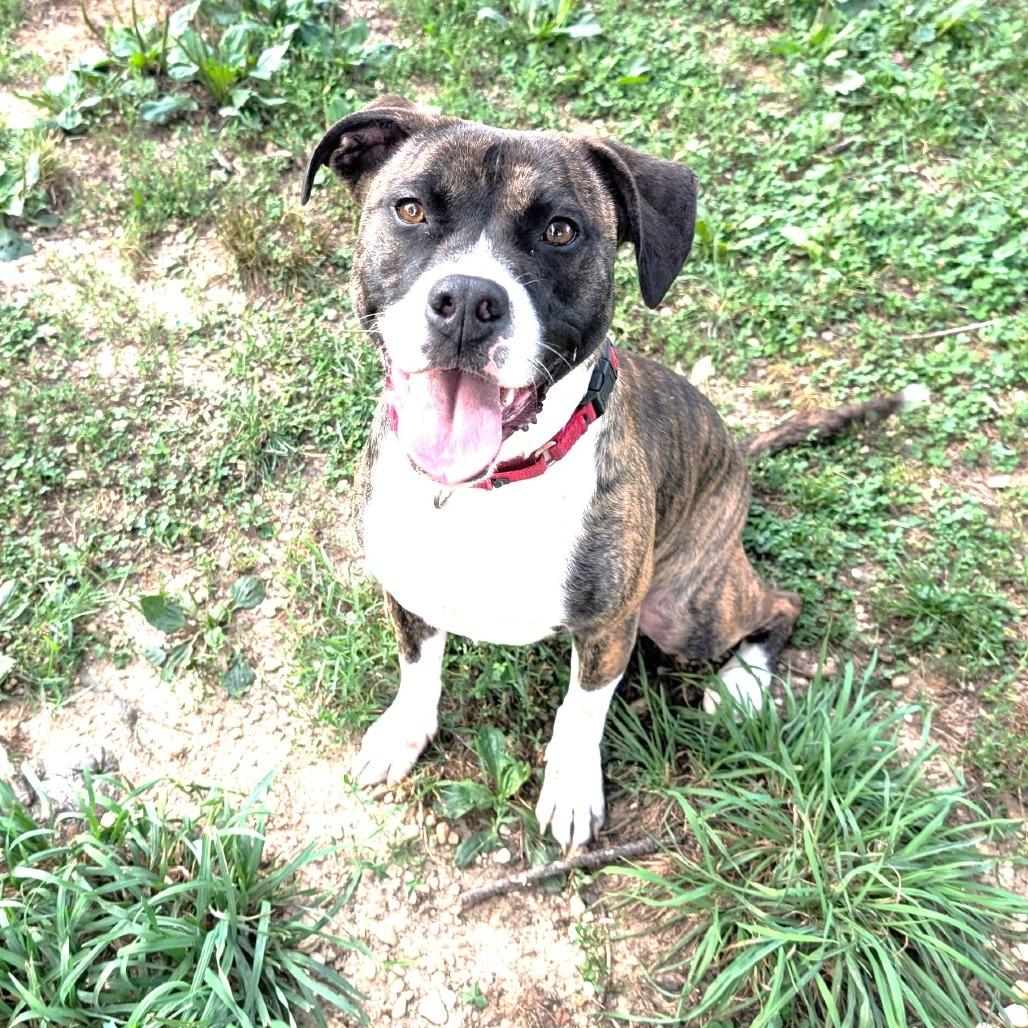 FOSTER ME! Sassy- amazing with children!!, Adoptable, Young Female Boxer & Pit Bull Terrier.