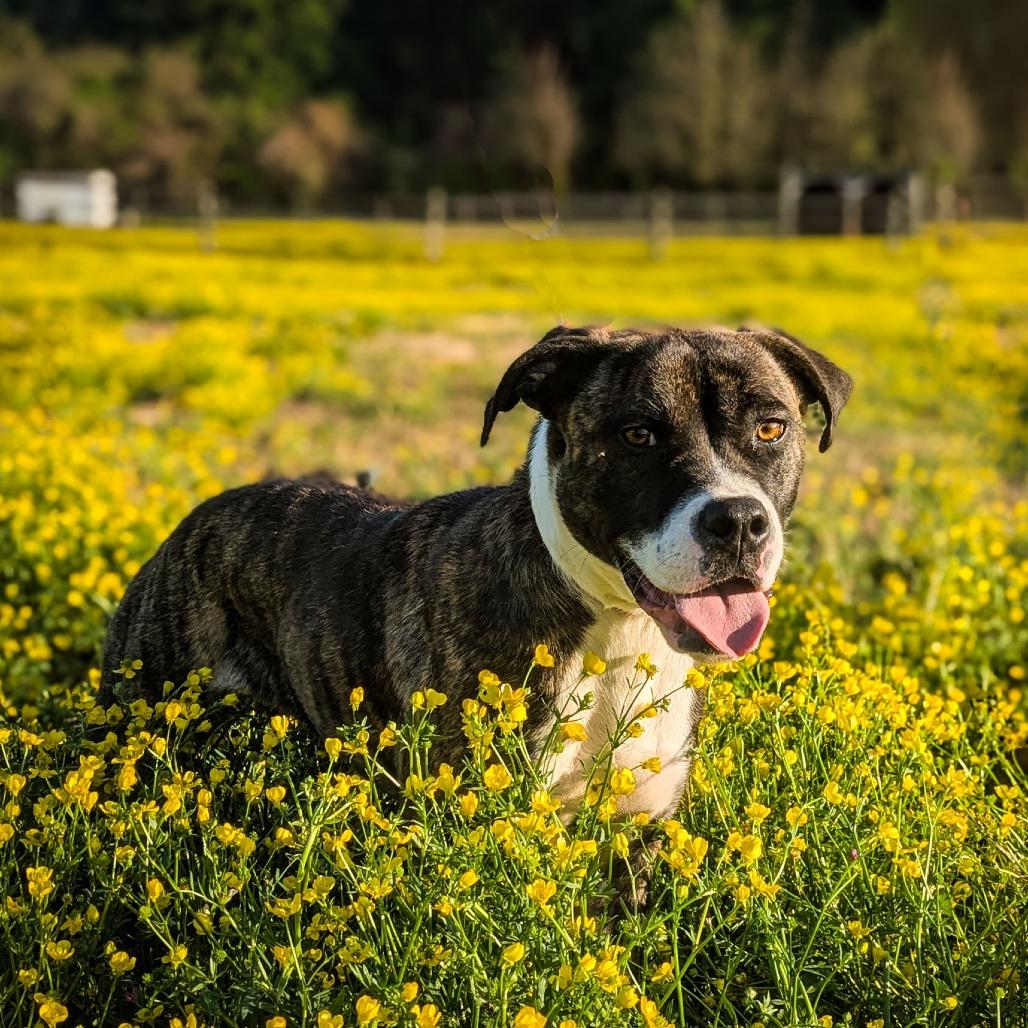 Sassy, a Adoptable mixed breed in Chantilly, VA image 2/6
