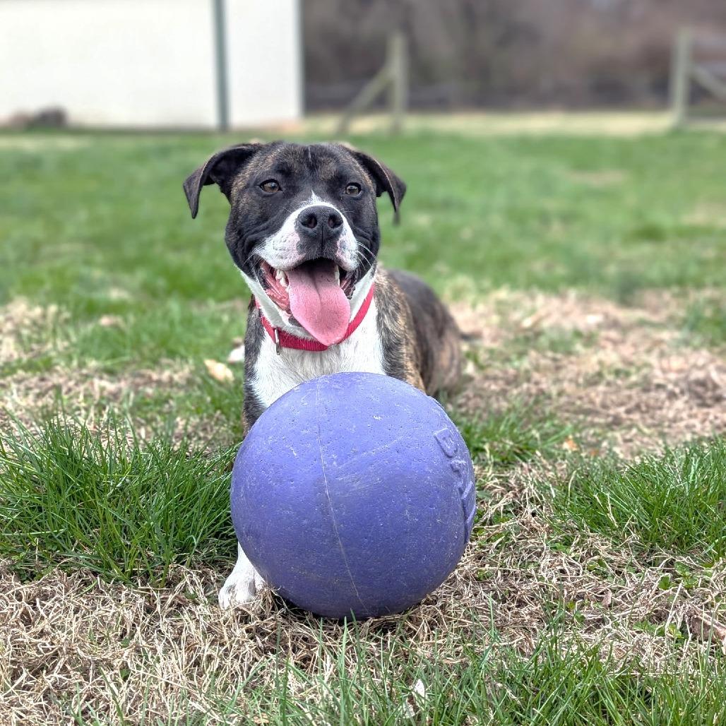 Enlarge Sassy, a Adoptable mixed breed in Chantilly, VA image 3/6