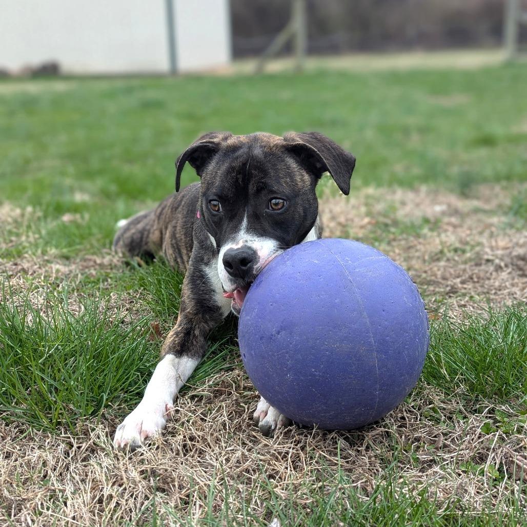 Enlarge Sassy, a Adoptable mixed breed in Chantilly, VA image 4/6