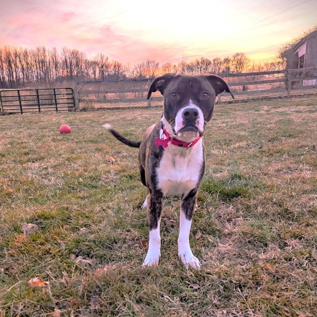 Enlarge Sassy, a Adoptable mixed breed in Chantilly, VA image 5/6