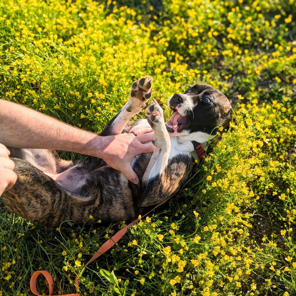 Sassy, a Adoptable mixed breed in Chantilly, VA image 5/6