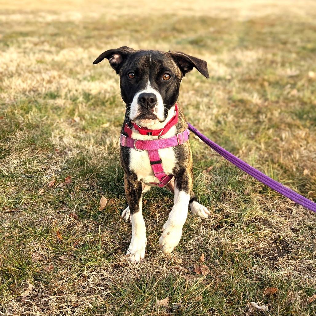 Enlarge Sassy, a Adoptable mixed breed in Chantilly, VA image 6/6