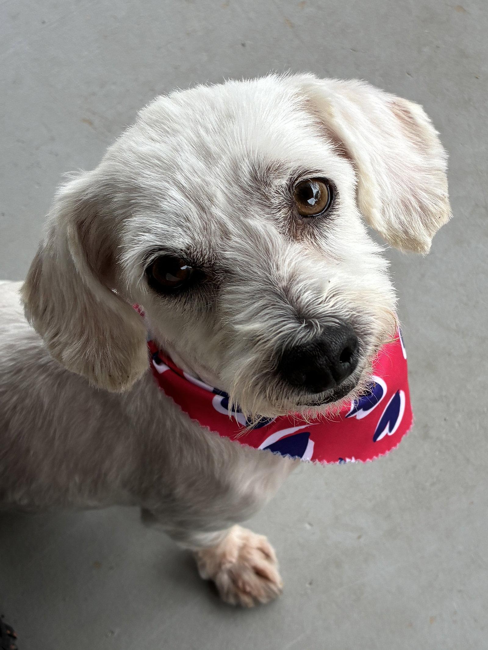Enlarge Piper, a Adoptable mixed breed in Tucson, AZ image 2/3