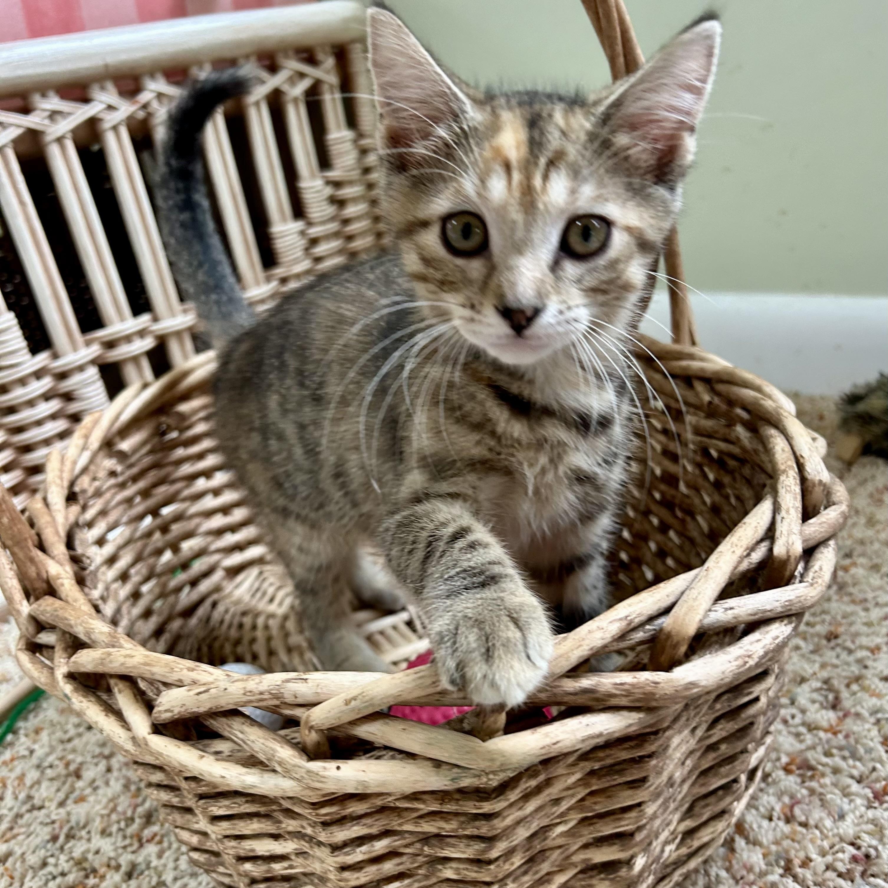 Ferry, Baby Female Domestic Short Hair